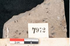 Foto (Detailansicht) von Quercus palaeoilex Ettingshausen (NHMW-GEO-2024-0188-7972)